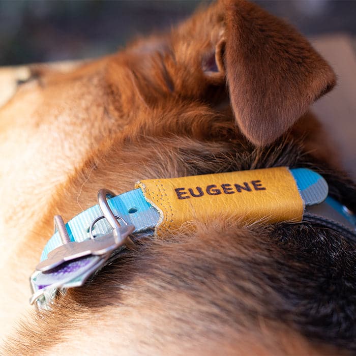 Waterproof Dog Collar