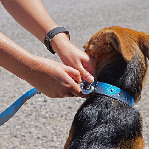give'r, jackson hole, dog, collar, leash, puppy, waterproof, no smell dog leash, waterproof dog leash, outdoor dog leash